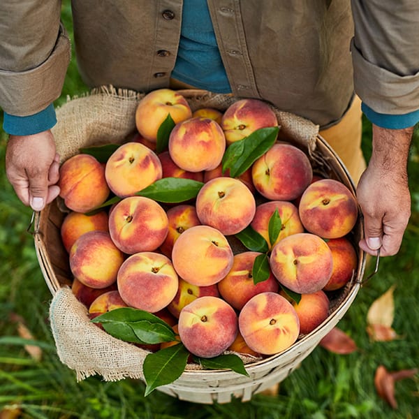 A person in a brown jacket holds a bushel basket overflowing with fresh peaches and green leaves.